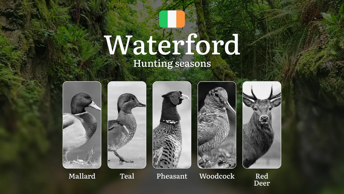 WATERFORD Hunting Seasons: When the Suir Valley Comes Alive - Pheasant, Woodcock and Irish Field Sports
