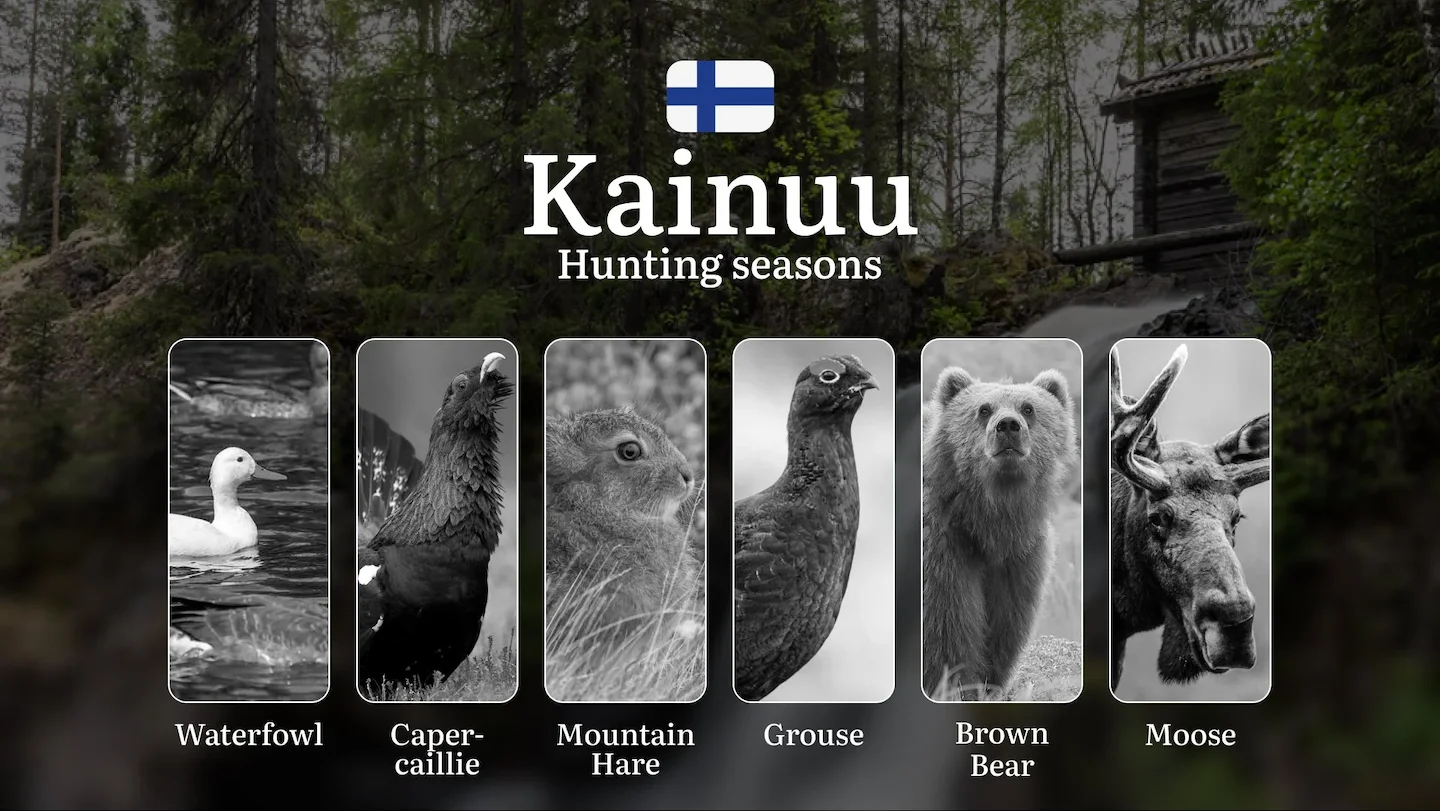 Hunting Seasons in KAINUU: Official Opening/Closing Dates, Required Permits, Key Regulations and Practical Recommendatio…