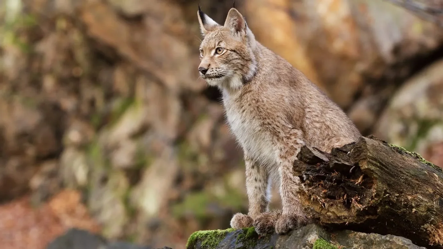 El lince ibérico no es un perro ni una vaca: por qué su conservación debe respetar su libertad salvaje