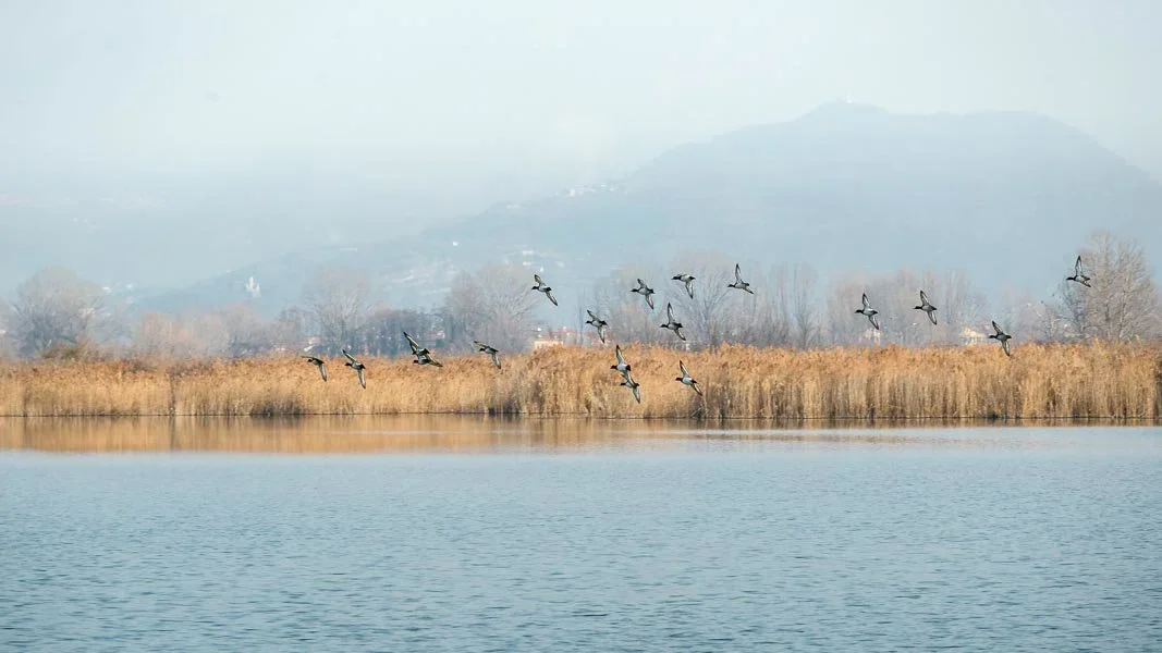 云南拉市海湿地：10万候鸟的越冬天堂，观鸟爱好者的最新热门目的地！