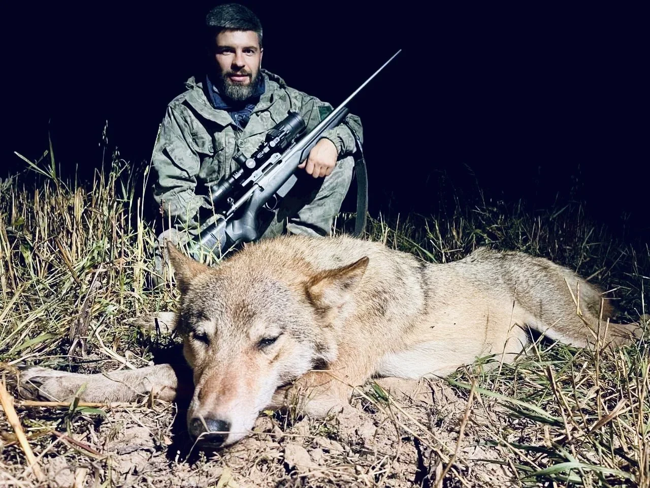 Wolf Hunting in Belarus: Complete Guide to Seasons, Methods, Permits, and Prices