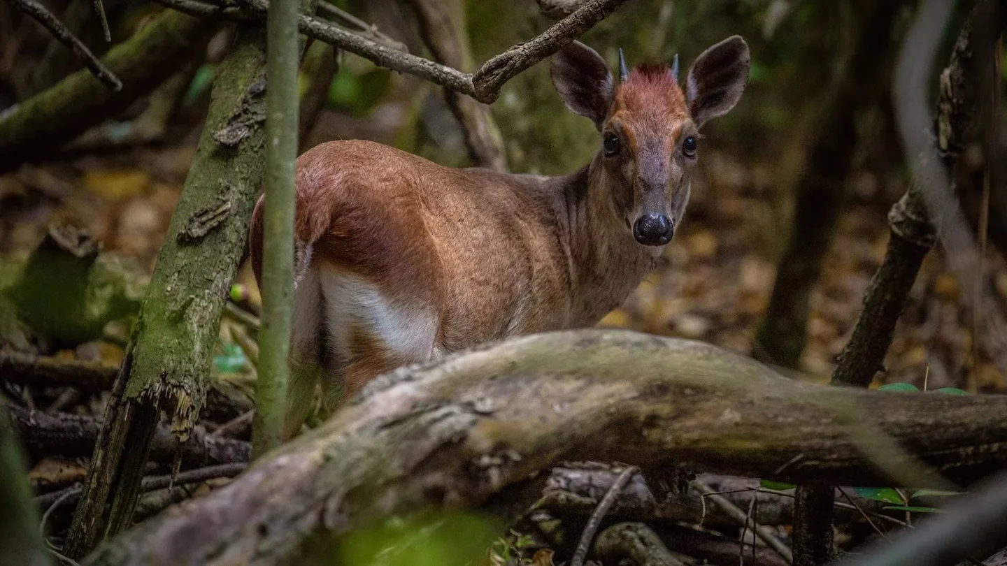 Hunting in Mjini Magharibi Region, Tanzania: Laws and Legislation, Clubs and Seasons, Tanzanian Hunting Communities