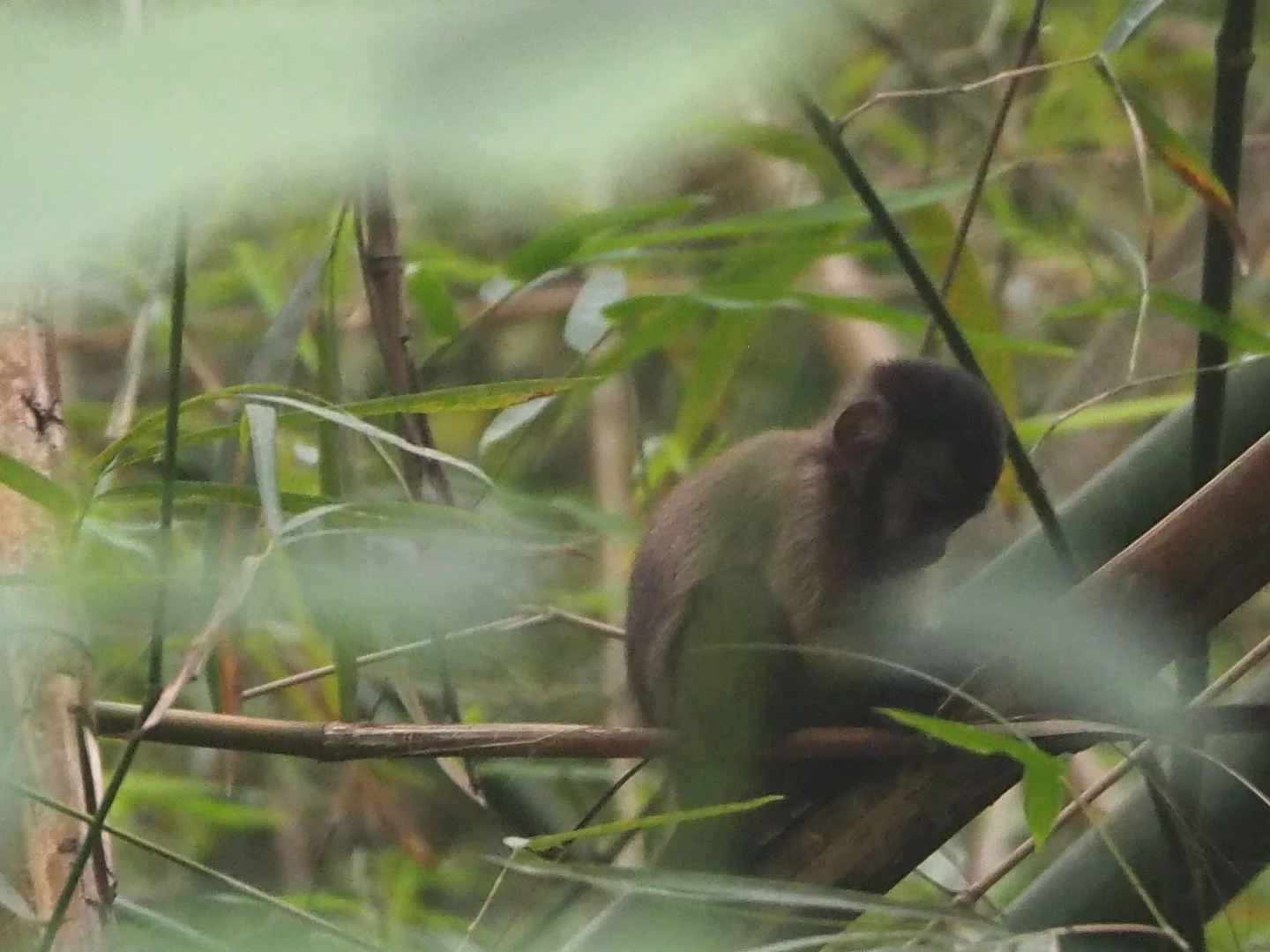 Photo of Bruin kapusien (Sapajus apella)