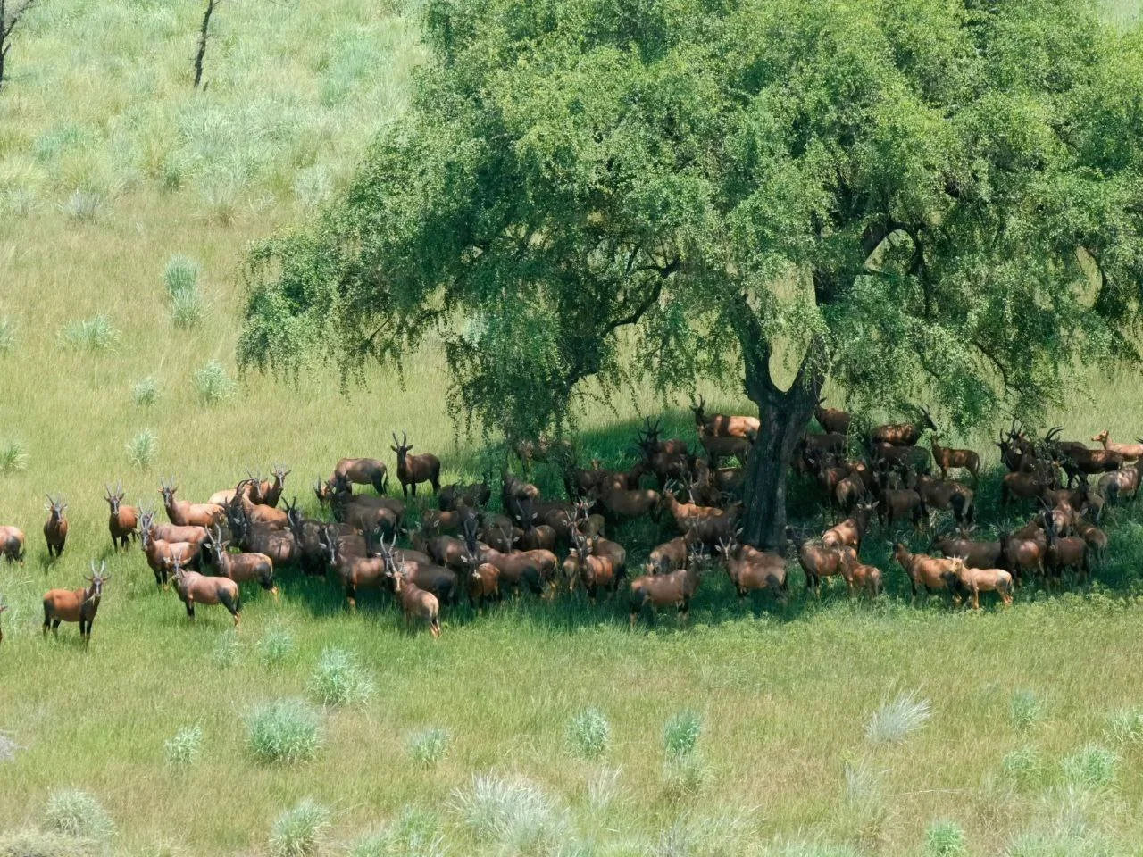 Mystery Animal Attacks in South Sudan: 17 Injured in Aweil West & North Counties | Rabies Risk & Safety Alert for Hunter…