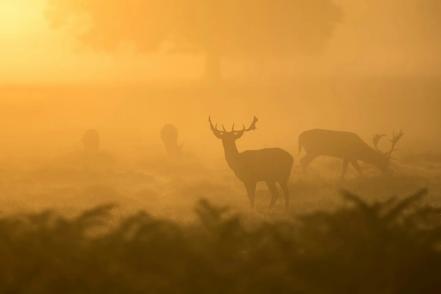 New Zealand Launches Research into Deer Bait Station Rules, Citing Concerns Over Unnecessary Hunting Restrictions