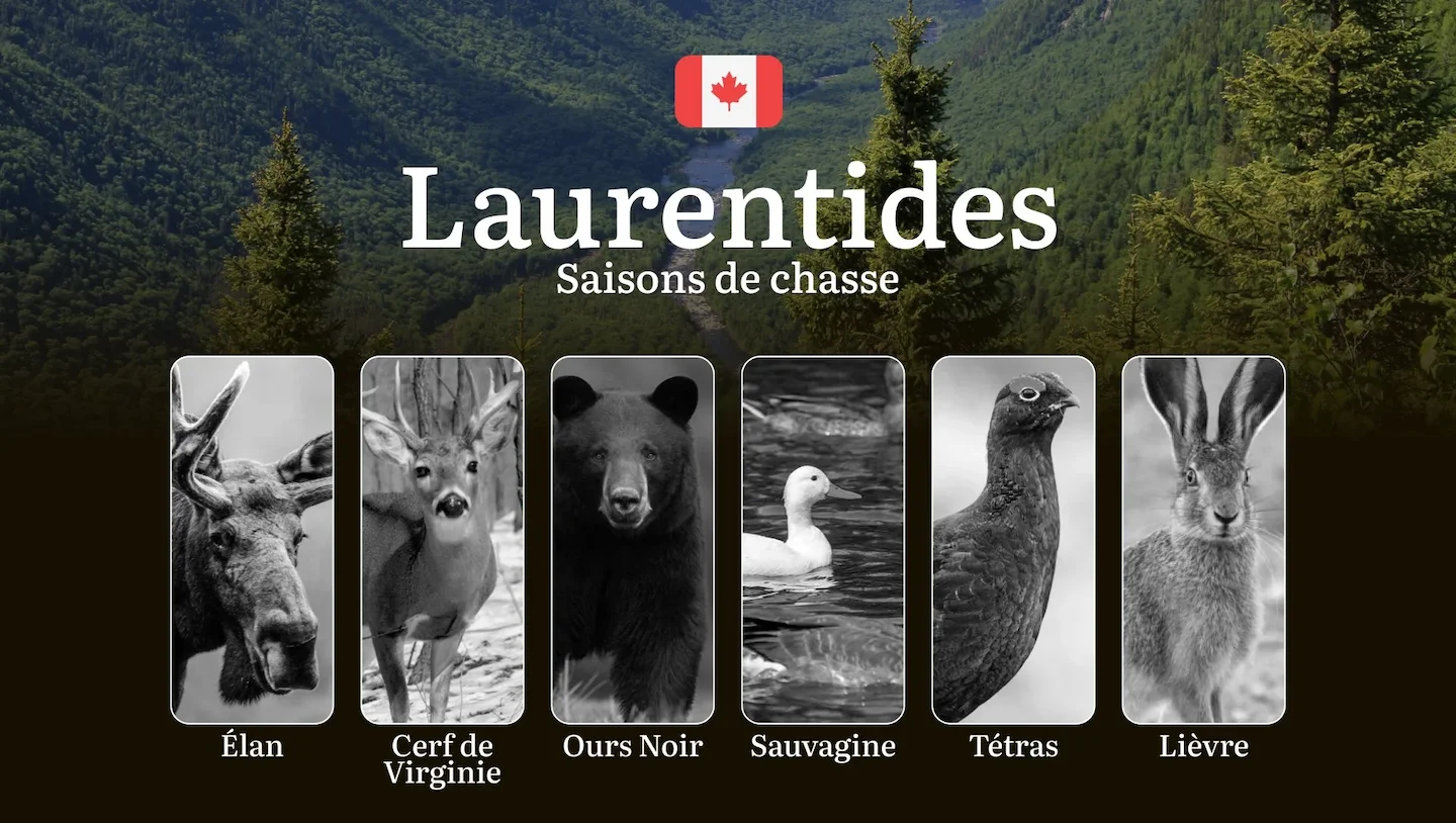Saisons de chasse dans les LAURENTIDES: Les dates d'ouverture et fermeture, les permis requis, la réglementation en vigu…