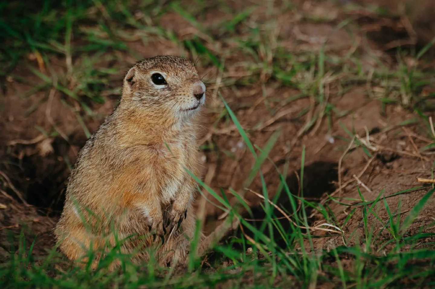 Saskatchewan Hunters Offer Free Gopher Control After Strychnine Ban