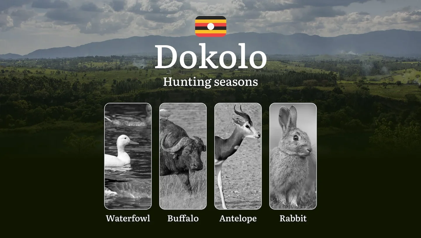 Hunting Access Dates in Dokolo: Key Hunting Periods for All Species, Restricted Areas, Rules and Exceptions, Getting You…