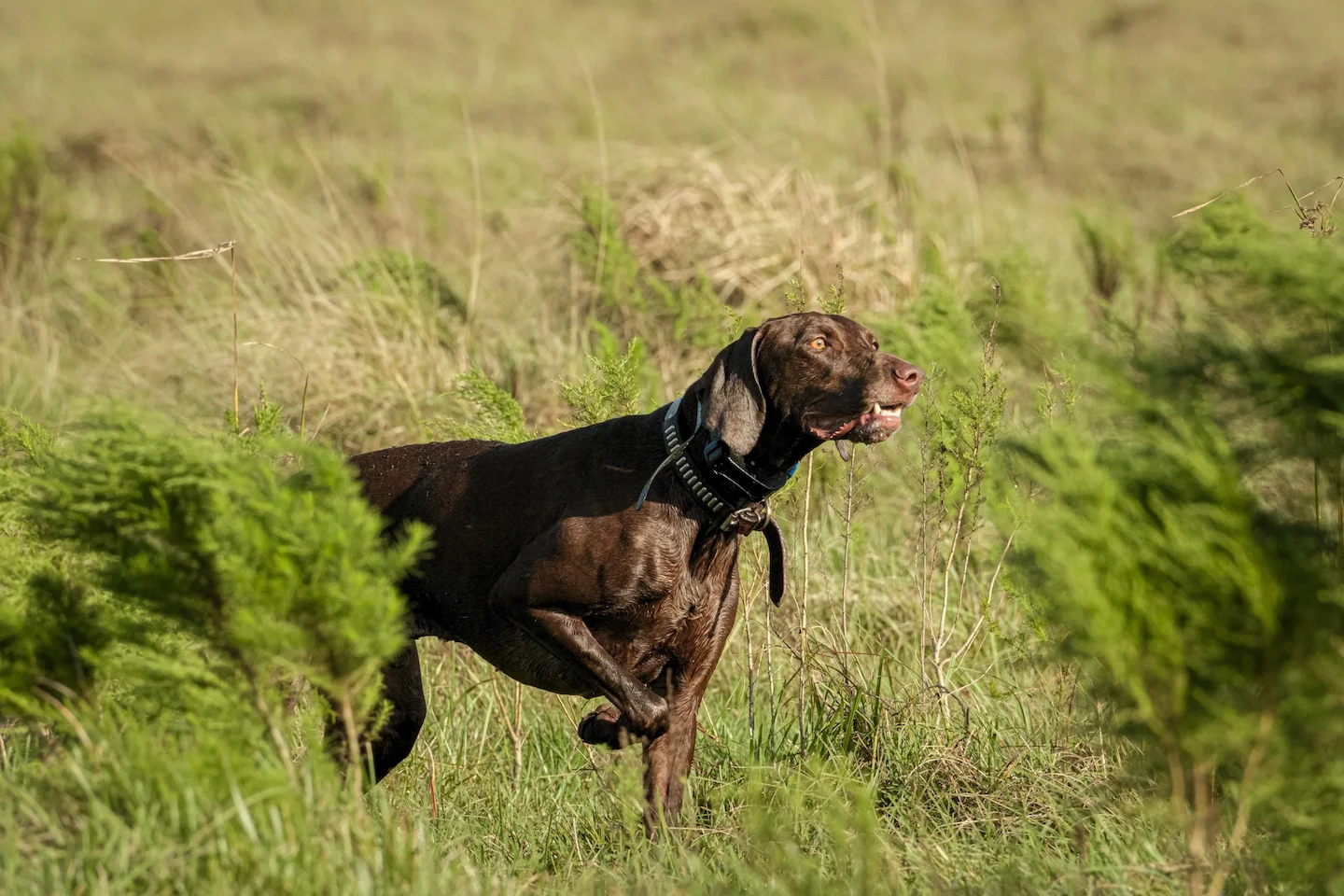 Jagdhundetag Aarau 2026: Alle Infos zum Nordwestschweizer Event
