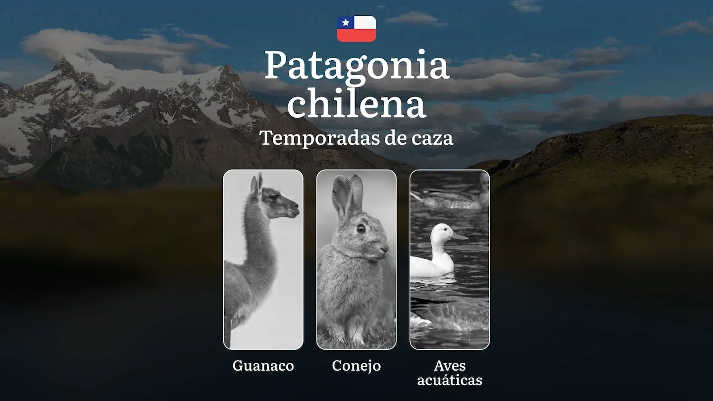 Chile, la región de Patagonia chilena: temporadas de caza, apertura y cierre, licencias, normas y mejores épocas para la…