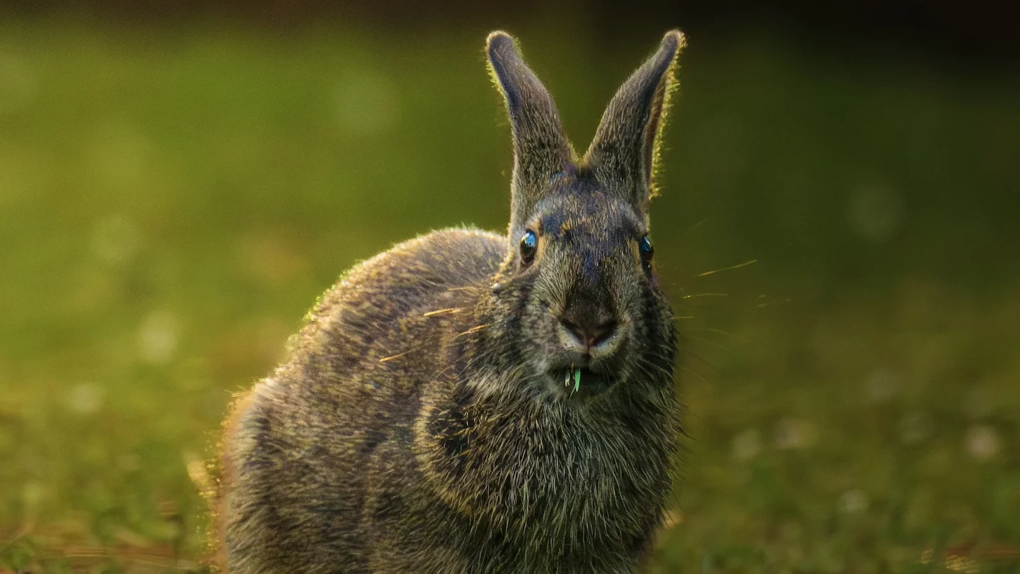 Recuperación del conejo y la liebre en Extremadura: señales de mejora para la caza menor y las aves migratorias