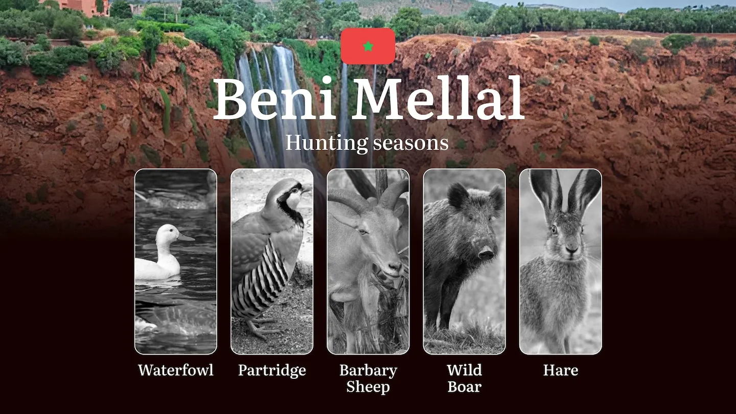 Hunting Periods and Local Rules in Beni Mellal: Species You Can Hunt Throughout the Year, Seasonal Activity of Game, and…