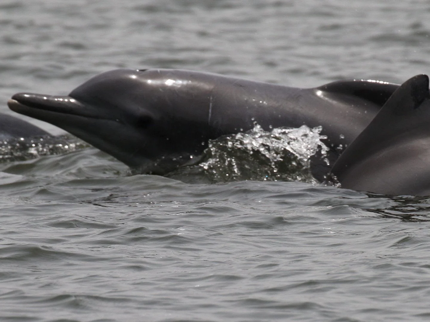 Photo of Atlantiese bultdolfyn (Sousa teuszii)