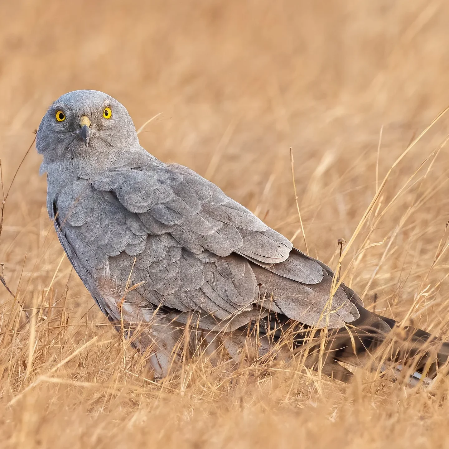 Britain’s Rarest Breeding Raptor Captured in Stunning Detail