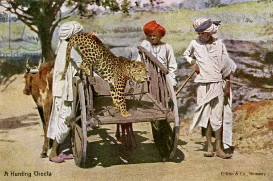 The Cheetah Hunt in India: When Royalty Ran with the Fastest Predator on Earth