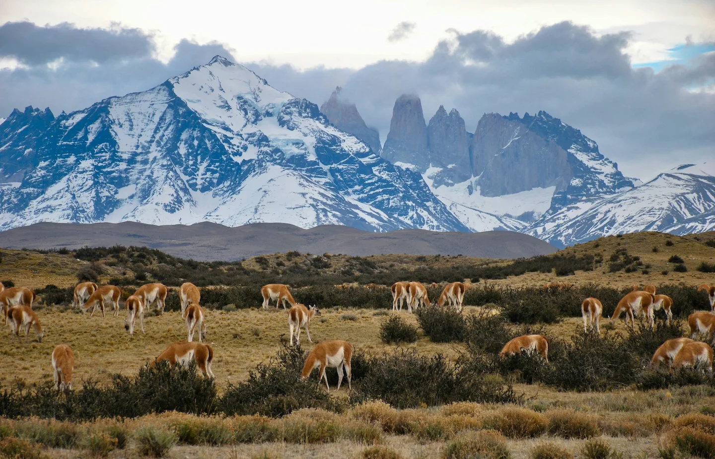 Caza en la región de el Desierto de Atacama: una experiencia única en el lugar más árido de la Tierra, demografía y esta…