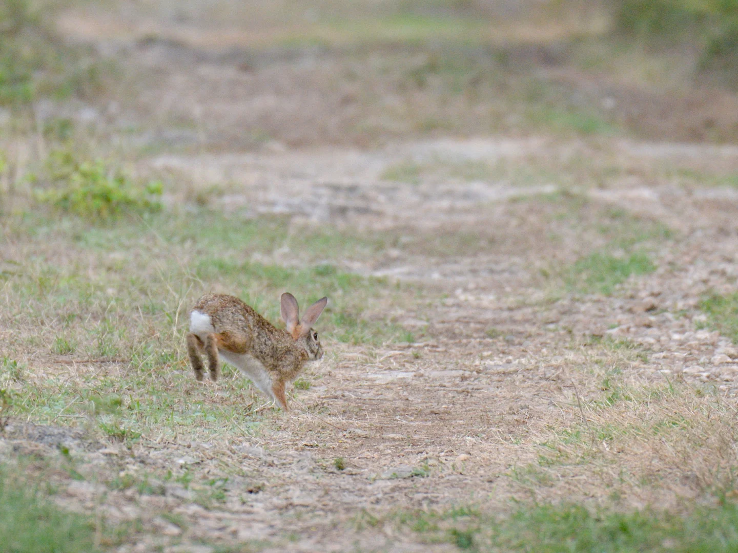 Photo of Yucatán-katoenstertkonyn (Sylvilagus yucatanicus)
