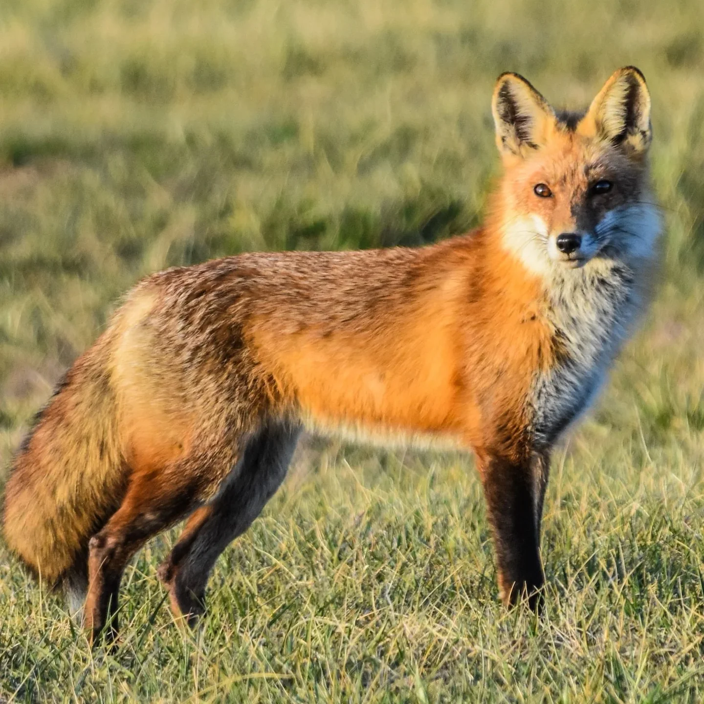 Fox Hunting Scandal in Cumbria: Coniston Foxhounds Suspended After Alleged Illegal Kill