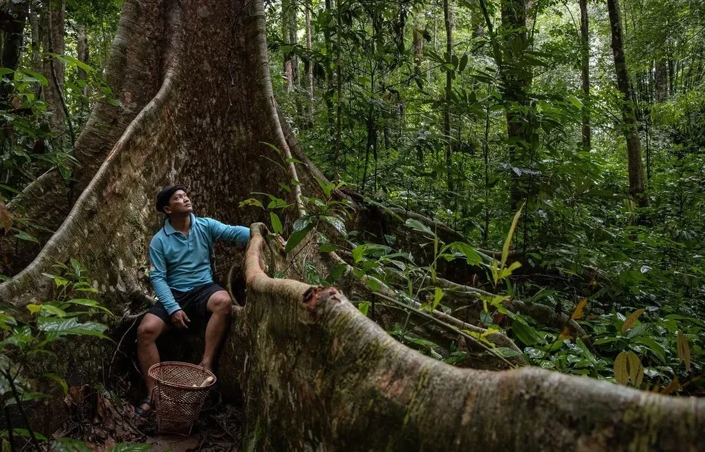 Congo Basin in Crisis: $2.5 Billion Rescue Plan Faces Major Hurdles After Historic COP30 Pledge
