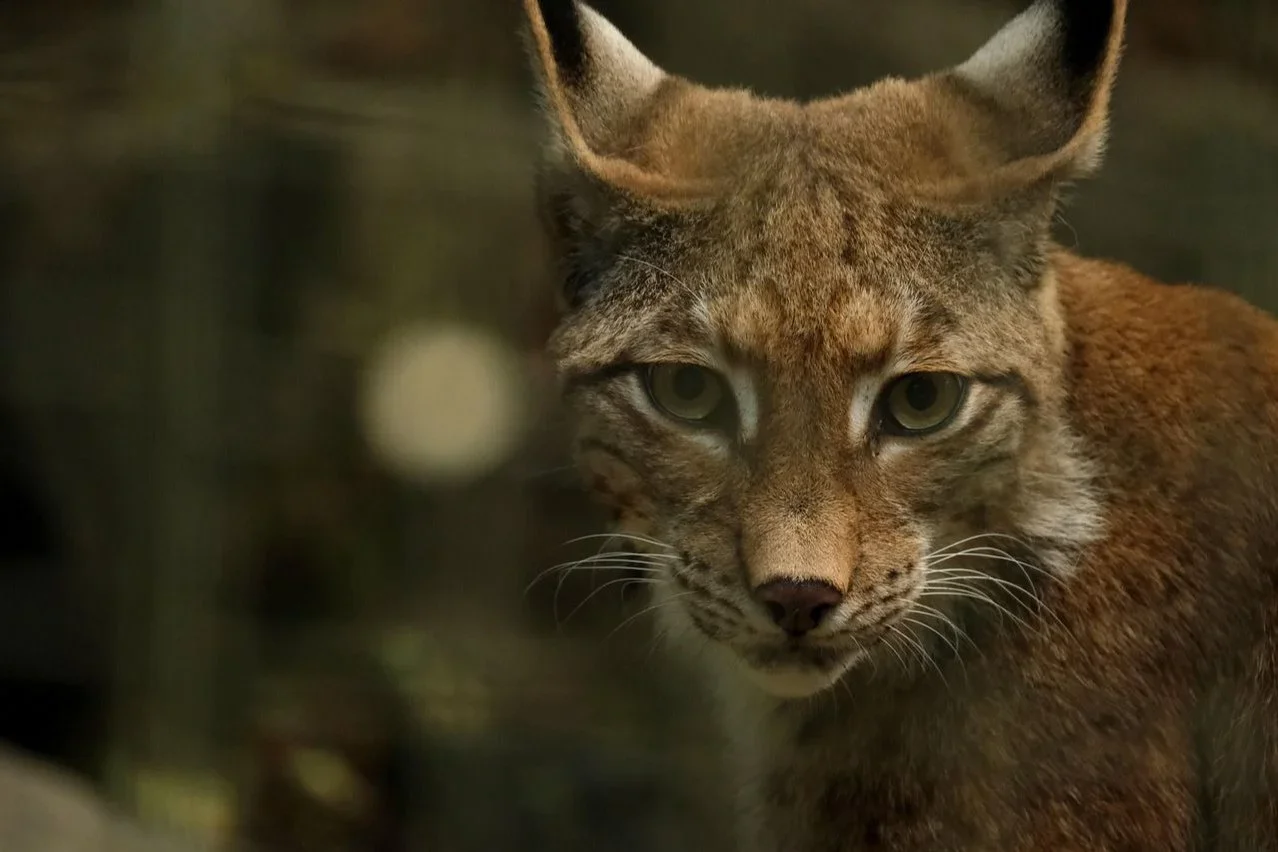 Ultimate Guide to Lynx Hunting in Finland 2026 — Tracking, Permits & Regulations for Active Outdoors Hunters