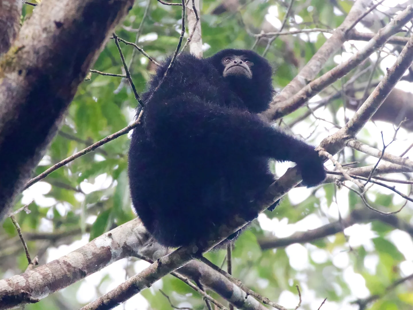 Photo of Siamang-giboen (Symphalangus syndactylus)