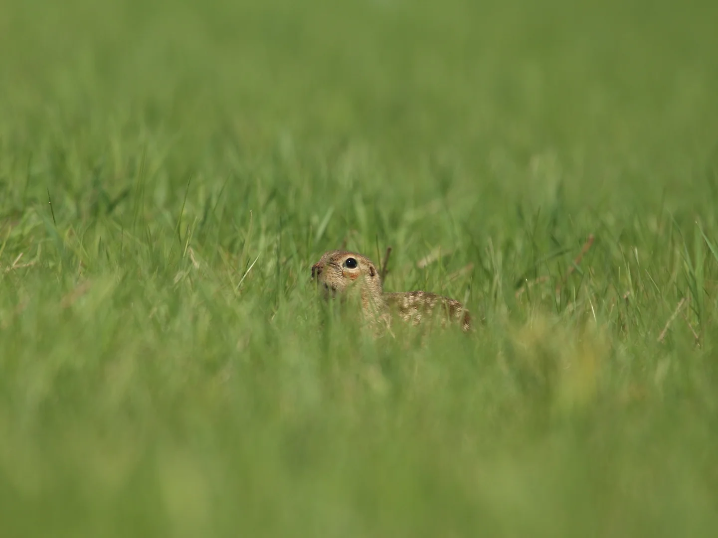 Photo of Vlekagtige aardgrondeekhoorn (Spermophilus suslicus)