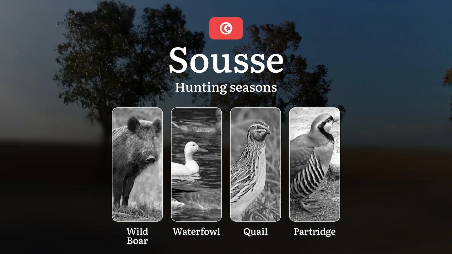 Hunting Seasons in SOUSSE: Opening and Closing Dates, Game Behavior, Licensing Process, Wildlife Protection Regulations…