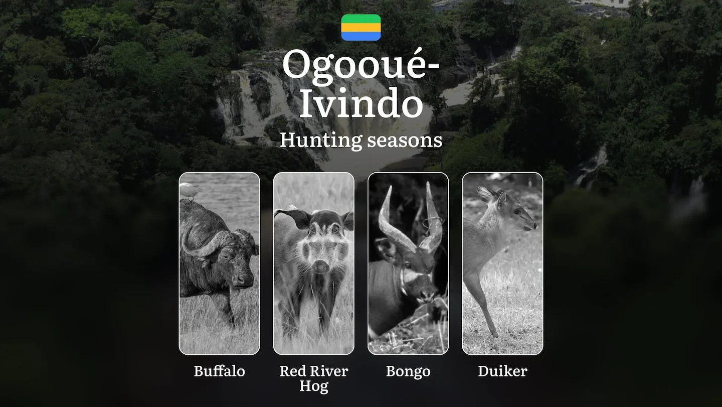 Hunting Seasons in OGOOUÉ-IVINDO: Key Dates, General Rules, Legal Restrictions, Wildlife Activity, Licensing Process and…