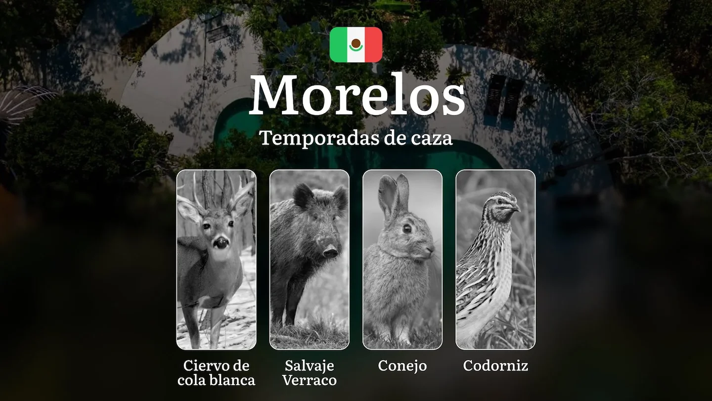Temporadas y períodos de Caza en Morelos: Épocas, Regulaciones y Consejos para una Caza Exitosa