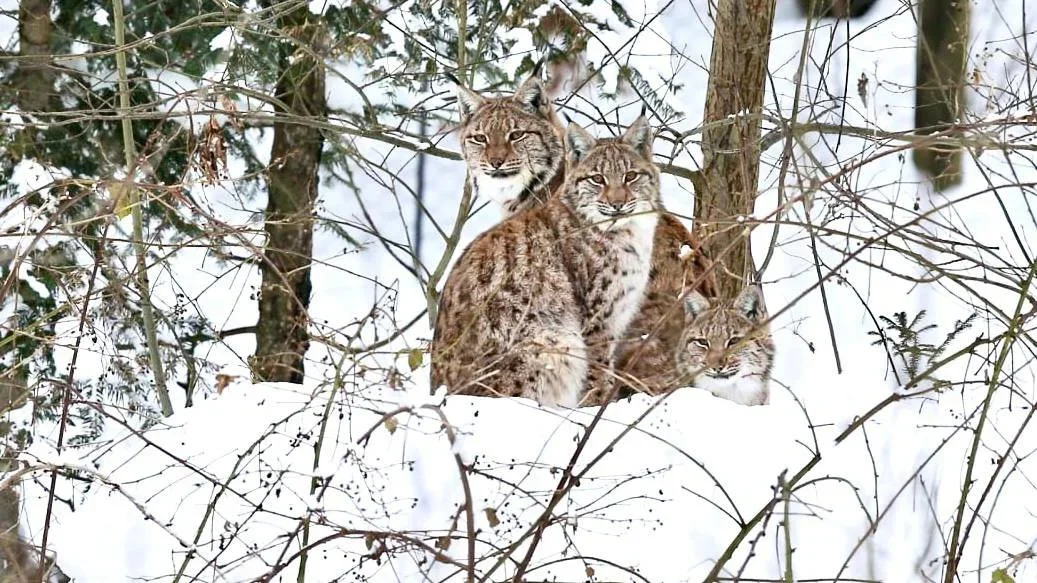 Swedish Lynx Hunt Fully Suspended: Administrative Court Stops All Counties