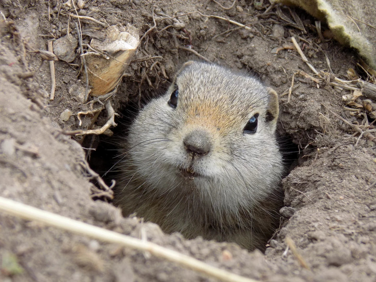 Photo of Wyoming-grondseekat (Urocitellus elegans)