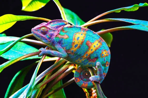 Critically endangered chameleon discovered outside its known habitat in Madagascar