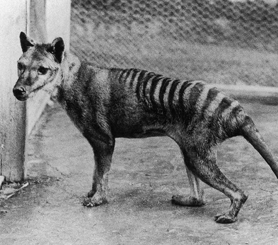 Tasmanian Tiger: Eyewitness to the Last Thylacine Breaks Silence After 89 Years