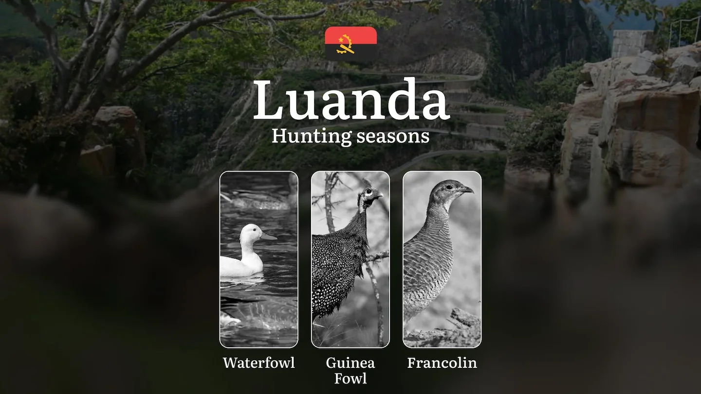Hunting Laws and Seasons in Luanda: General Hunting Rules, Permits, Restrictions & Time-Honored Events