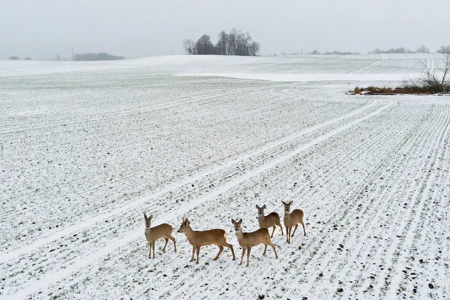 Missouri to Allow Drone Use During Hunting Season