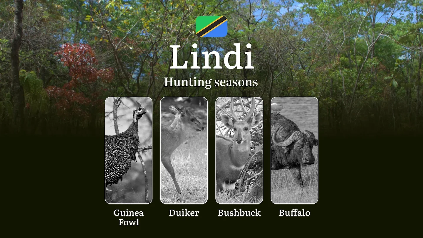 Official Hunting Timeline in Lindi: Legal Limits and Seasonal Bans, Licensing Rules, Fines and Consequences for Breaches…