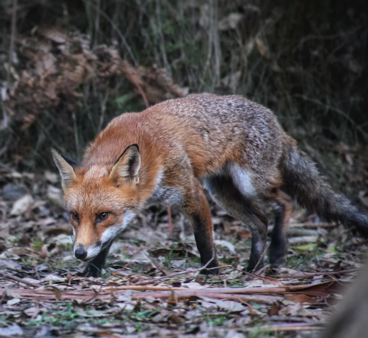 Australia’s Fox War: Inside the $200 Million Battle to Save Native Wildlife