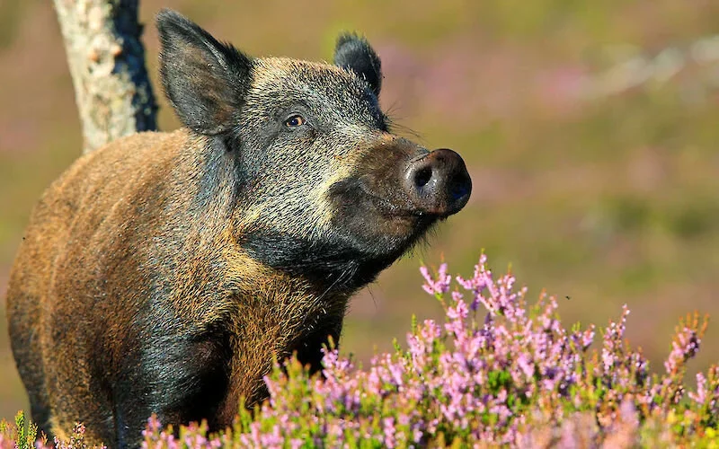 Regione Lazio: smentita ufficiale sulla proroga caccia al cinghiale