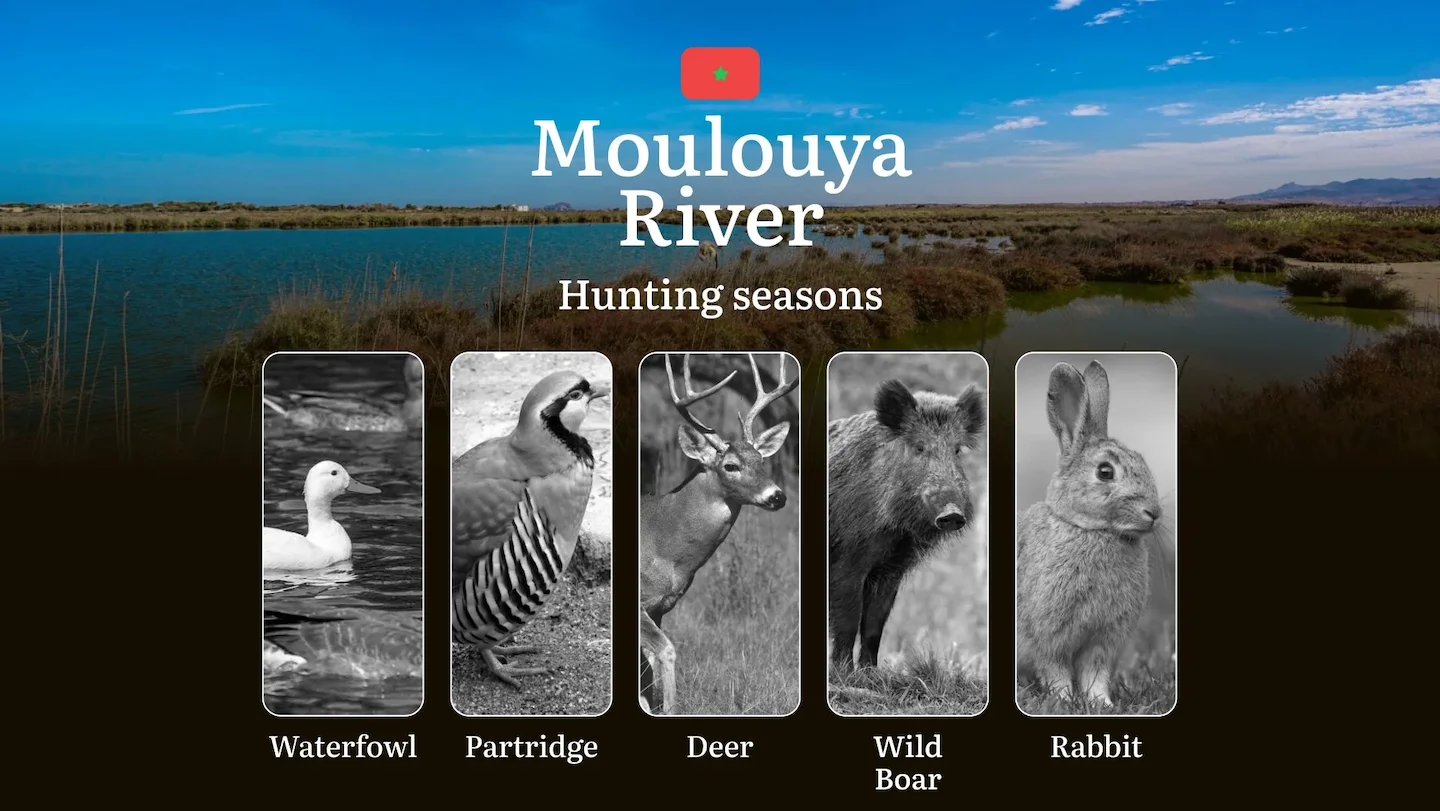 Moulouya River: Hunting Seasons and Timing, Regulations and Licensing, Required Documents and Procedures, Tips for Hunte…