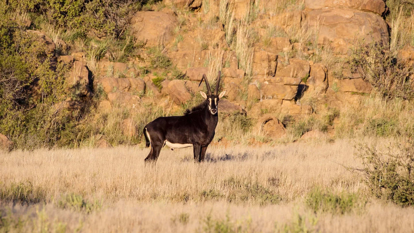 Hunting in Malanje, Angola: A Look at Wildlife, Associations, Notable Facts, Hunting Methods, Traditions and Laws