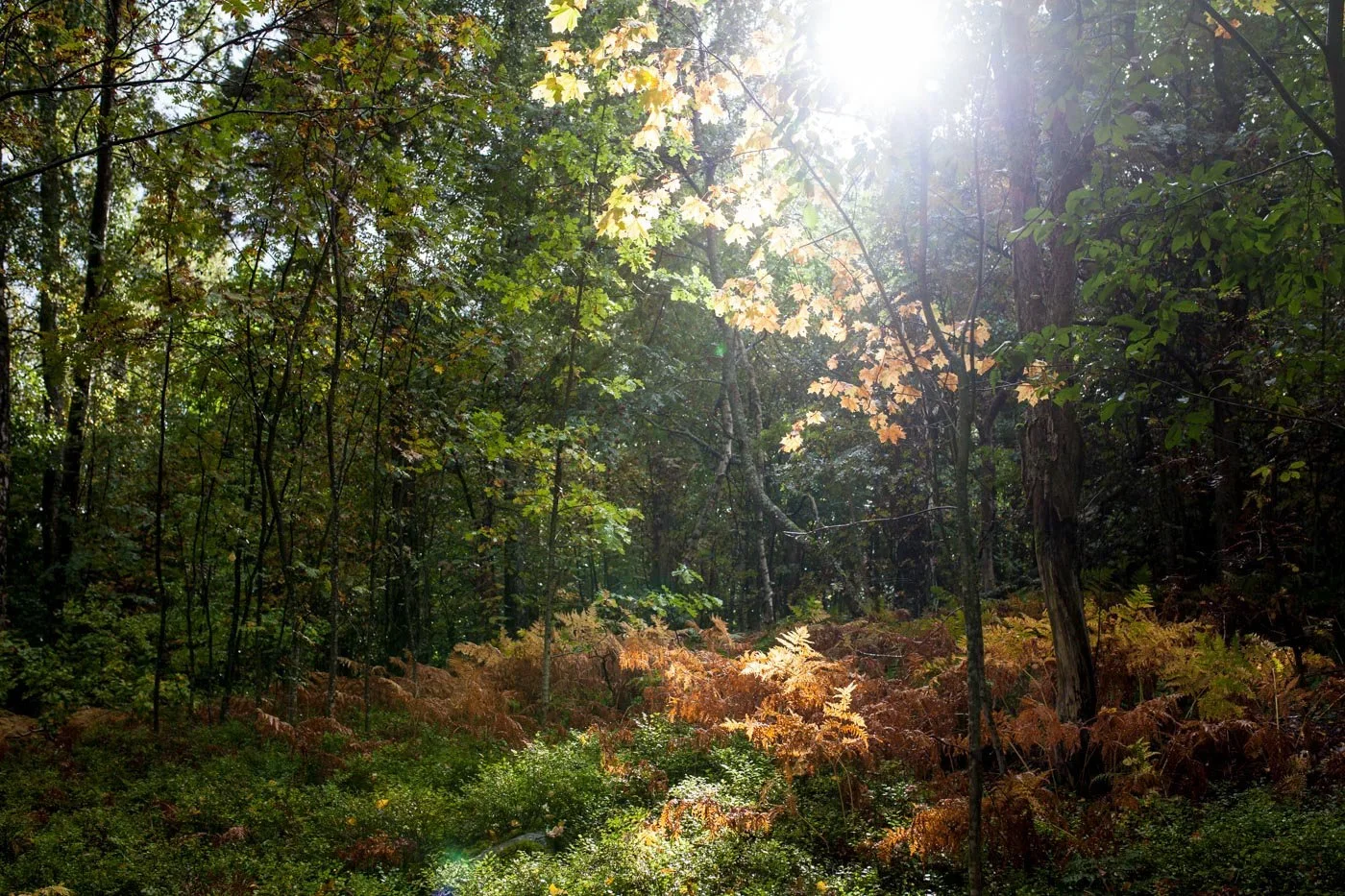 Helsinki Hunting: The Complete Overview of Legislation, Demographics, Laws, and Traditions