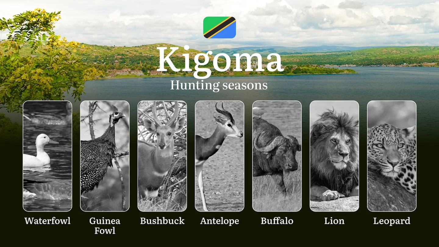 Designated Hunting Months in Kigoma: Regional Guidelines, Hunting License Application Process, Penalties for Off-Season…