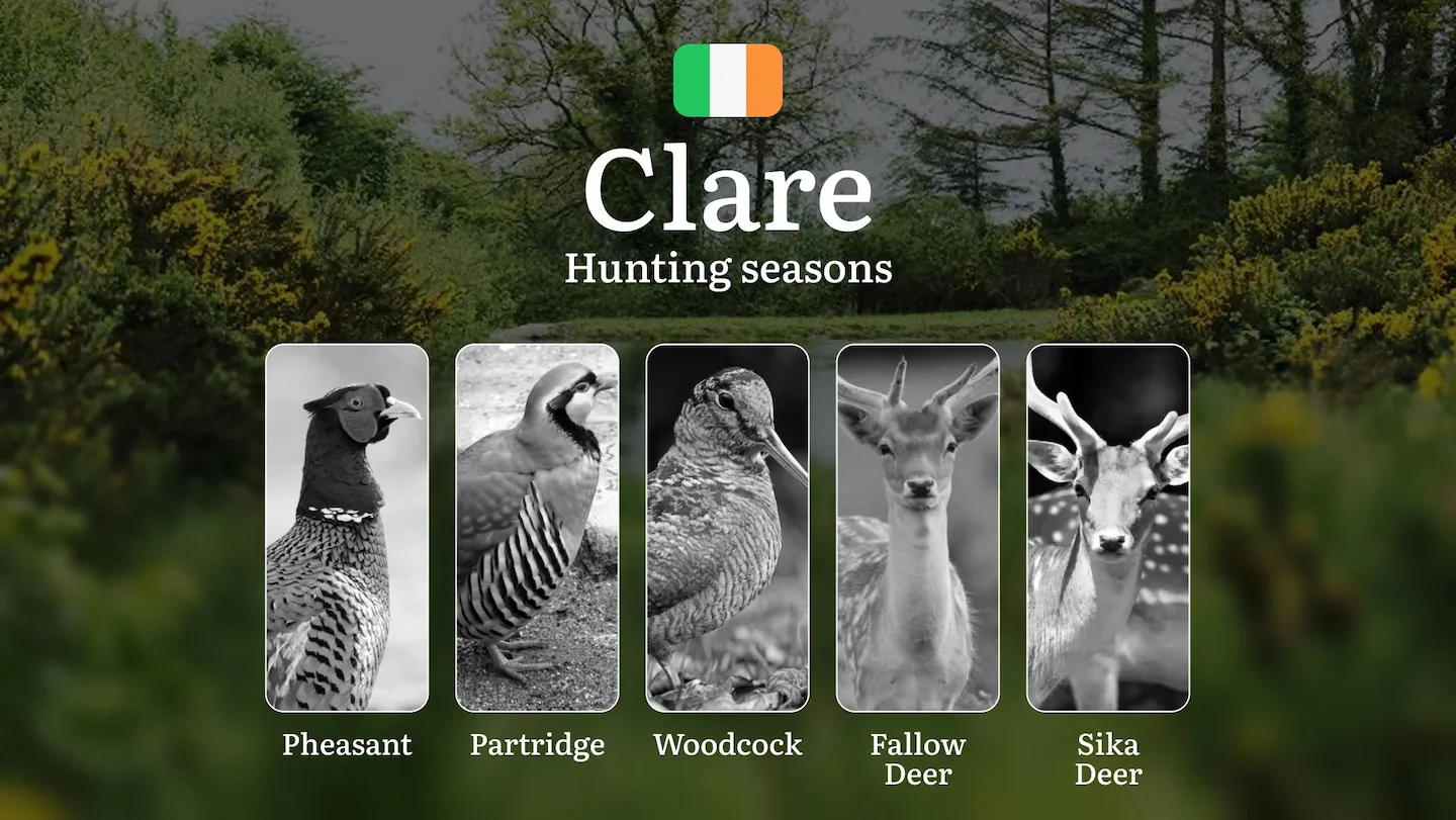 The Call of the Wild: Uncovering Hunting Calendar, Seasons and Strategies in County CLARE’S Countryside