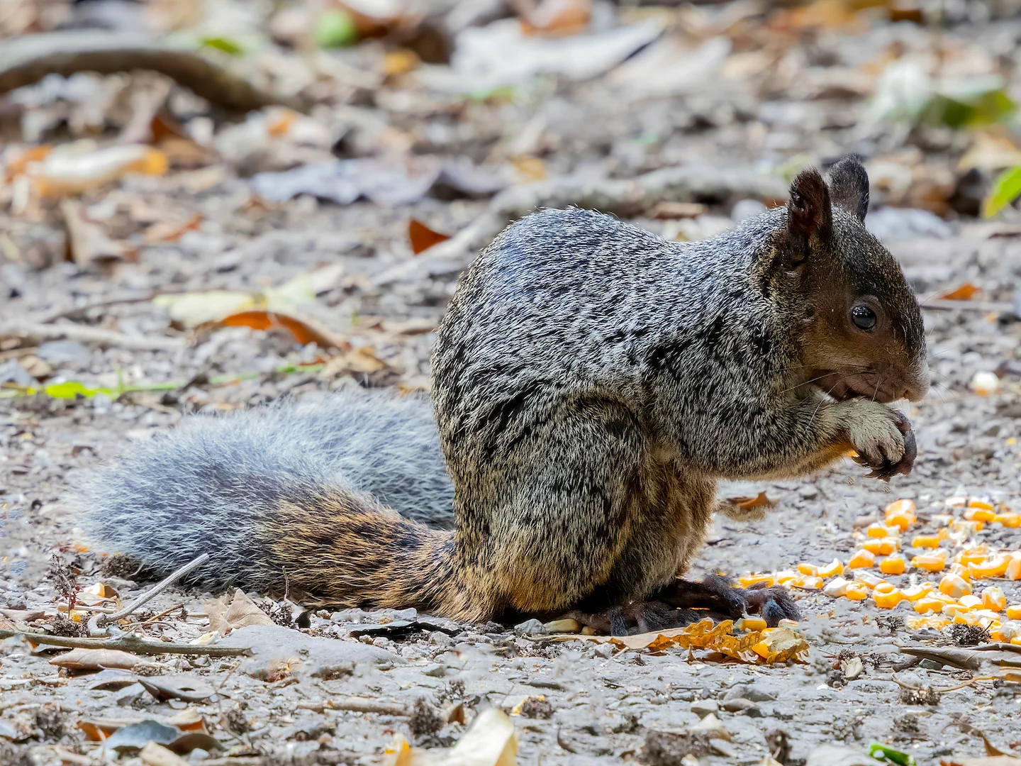 Photo of Guayaquil-seekatjie (Sciurus stramineus)