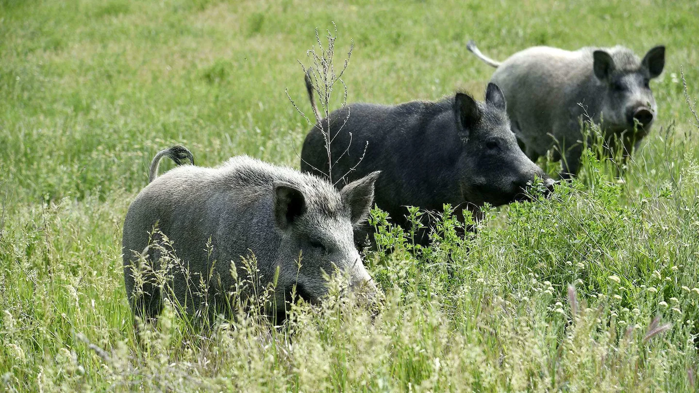 Gers: éradication totale des "cochongliers" autorisée face à la menace de la peste porcine