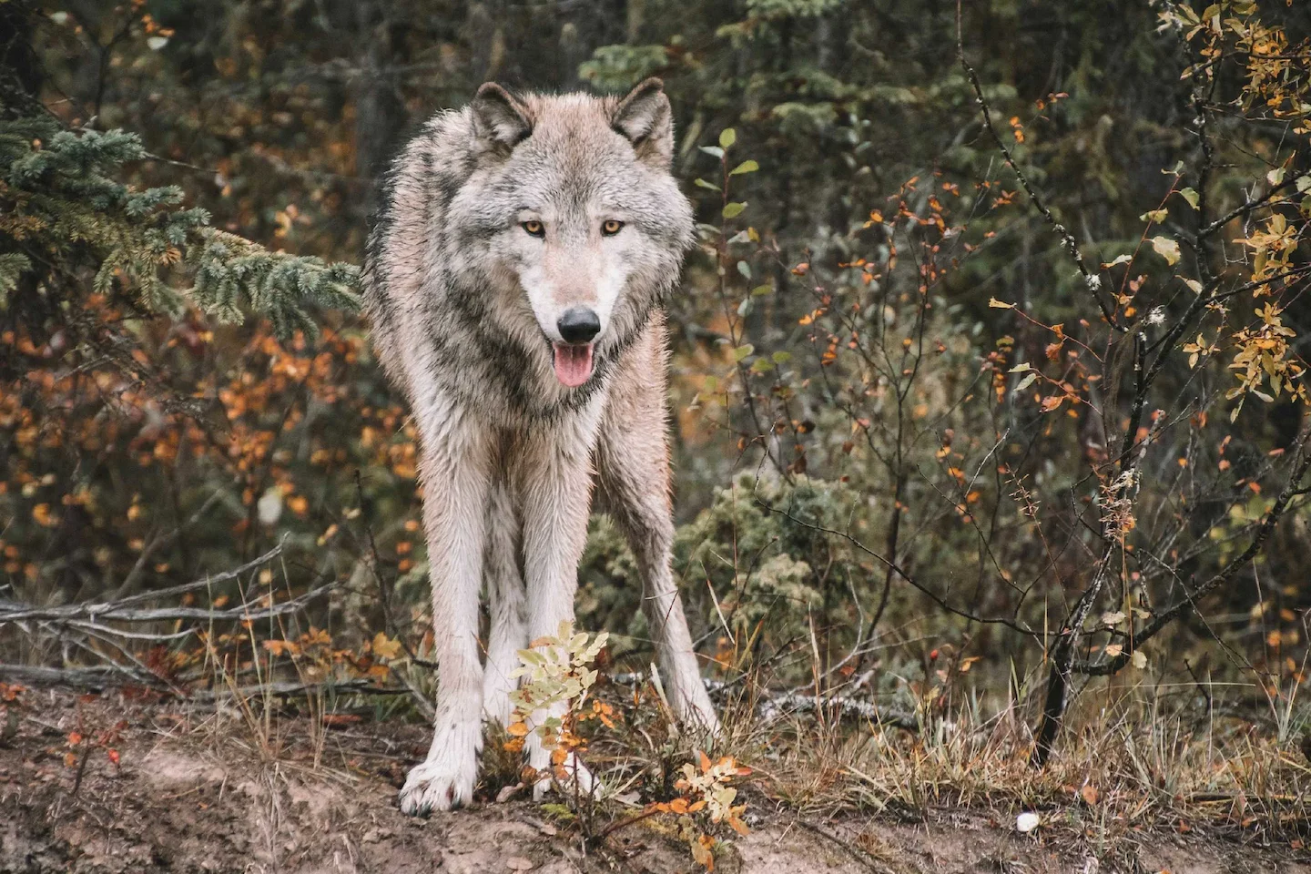 Drôme: un loup abattu en tir de défense lors d'une attaque sur un troupeau