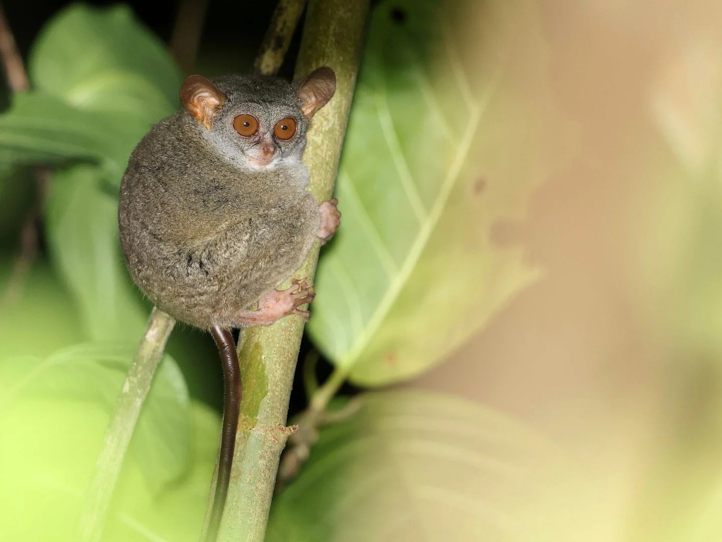 Photo of Siau-eiland-tarsier (Tarsius tumpara)