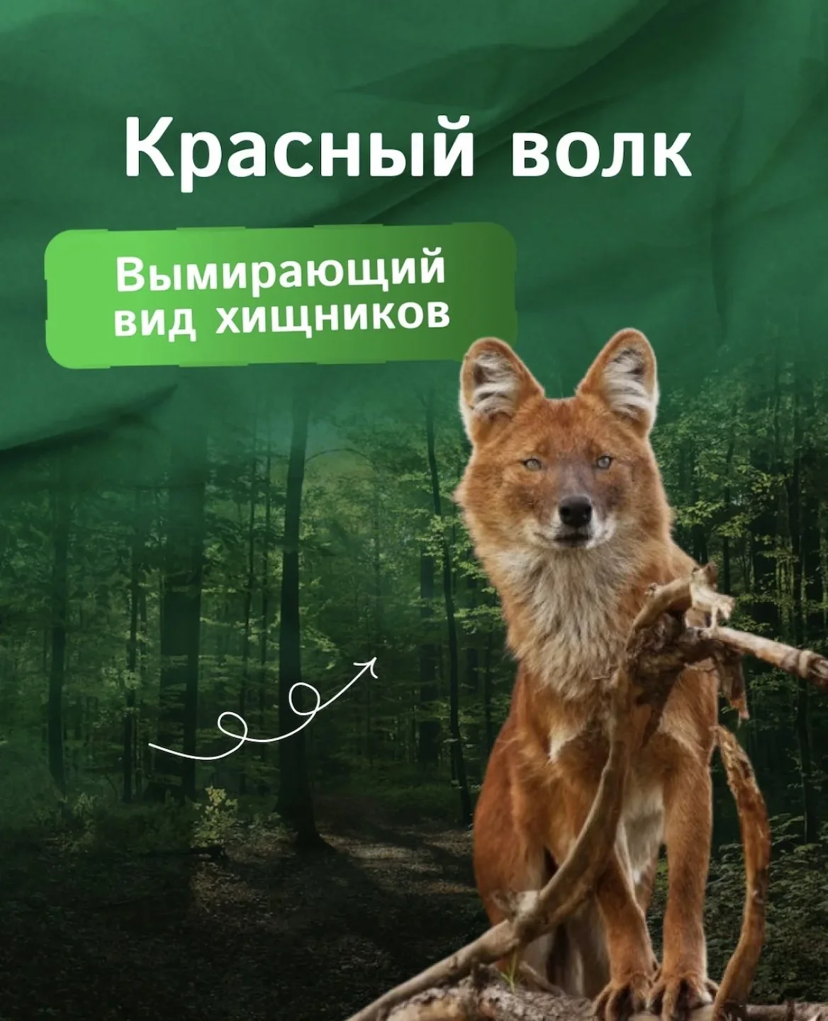Красный волк - наиболее редкий вид волков, занесенный в Международную Красную