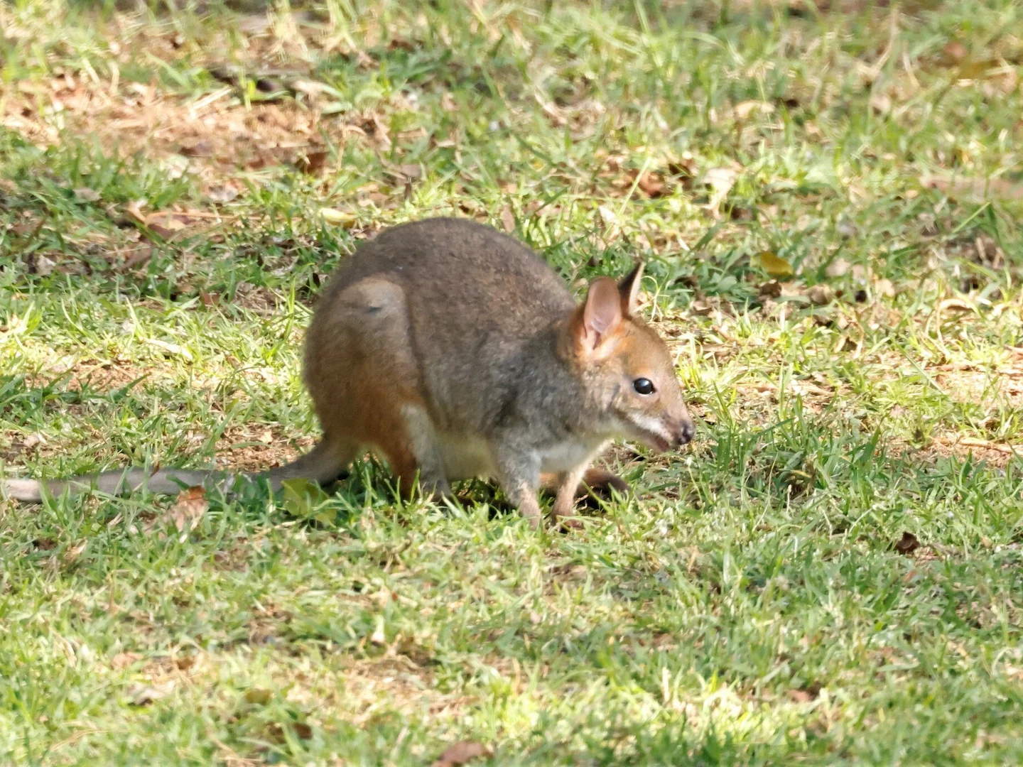 Photo of Rooipootpademelon (Thylogale stigmatica)