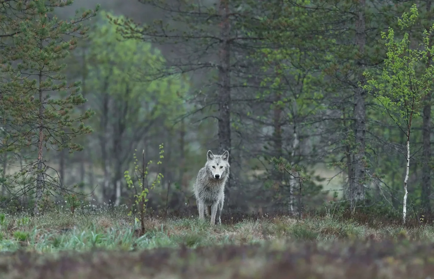 Pilat: un éleveur perd cinq brebis dans une attaque de loup, les chasseurs tirent la sonnette d'alarme